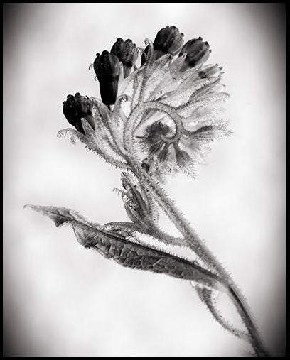 Botanicals Collection By Heather Johnston - Parliament Interiors