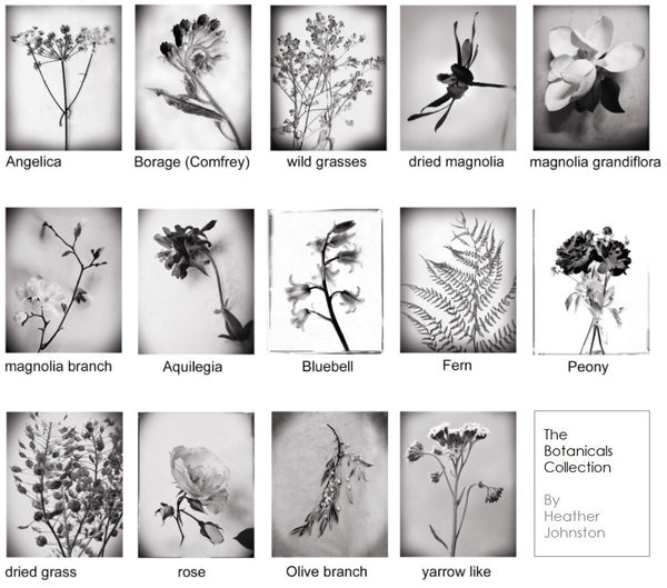 Botanicals Collection By Heather Johnston - Parliament Interiors