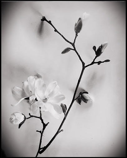 Botanicals Collection By Heather Johnston - Parliament Interiors