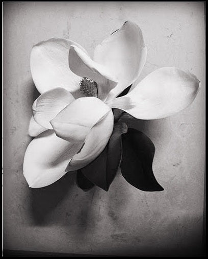 Botanicals Collection By Heather Johnston - Parliament Interiors