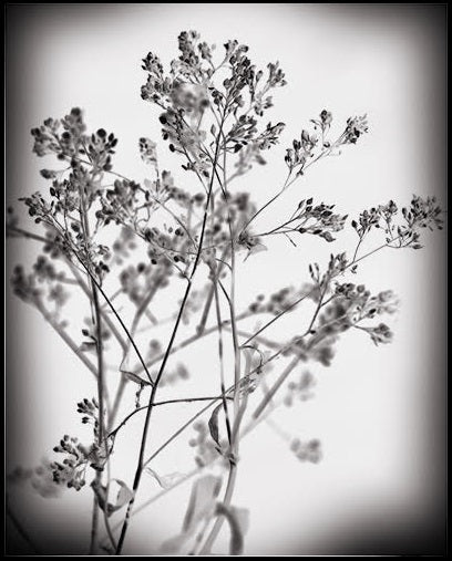 Botanicals Collection By Heather Johnston - Parliament Interiors