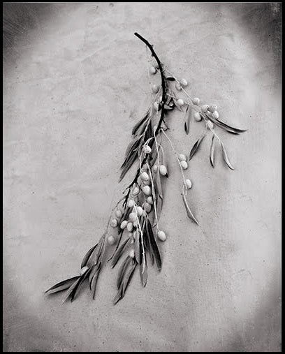 Botanicals Collection By Heather Johnston - Parliament Interiors