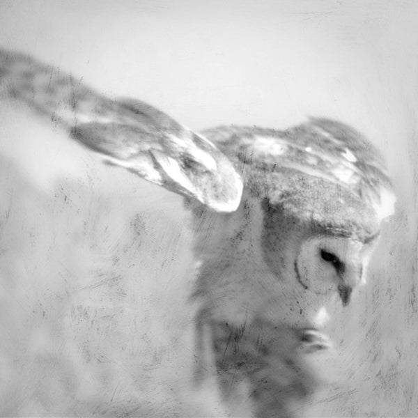 Heather Johnston Photography - Owl Series - Parliament Interiors