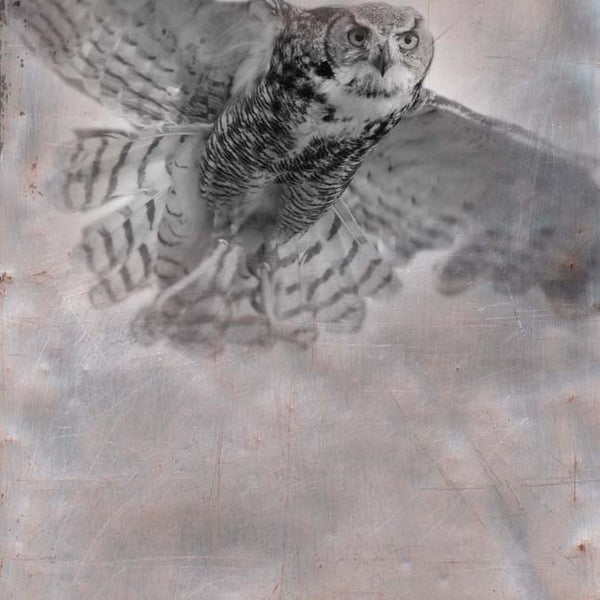 Heather Johnston Photography - Owl Series - Parliament Interiors