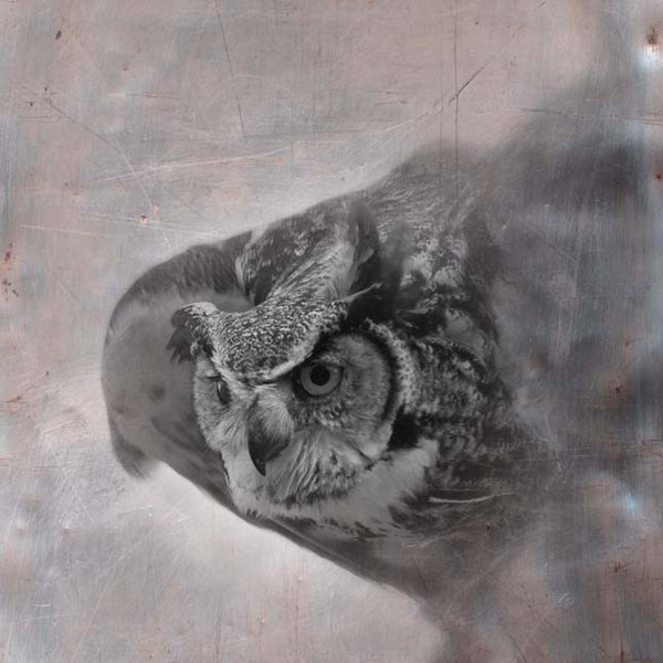 Heather Johnston Photography - Owl Series - Parliament Interiors
