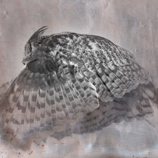 Heather Johnston Photography - Owl Series - Parliament Interiors