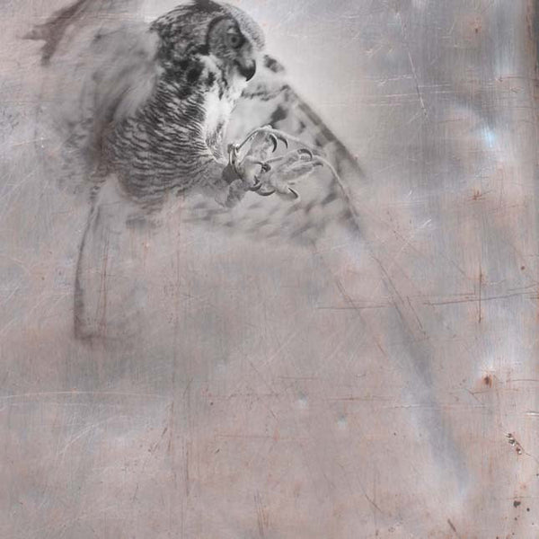 Heather Johnston Photography - Owl Series - Parliament Interiors