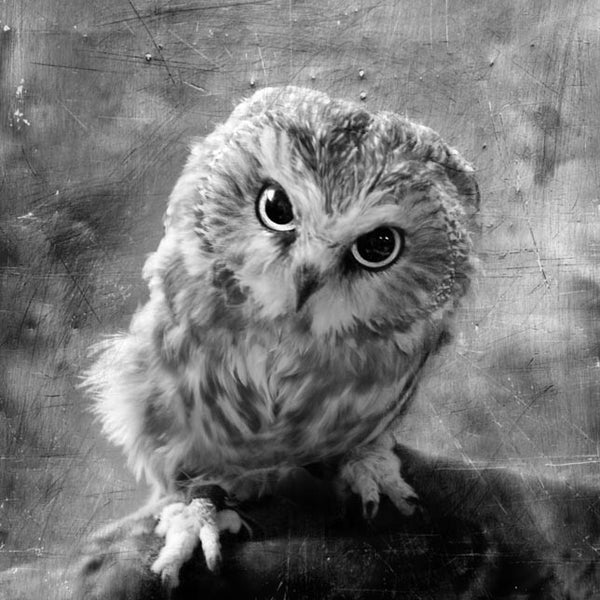 Heather Johnston Photography - Owl Series - Parliament Interiors