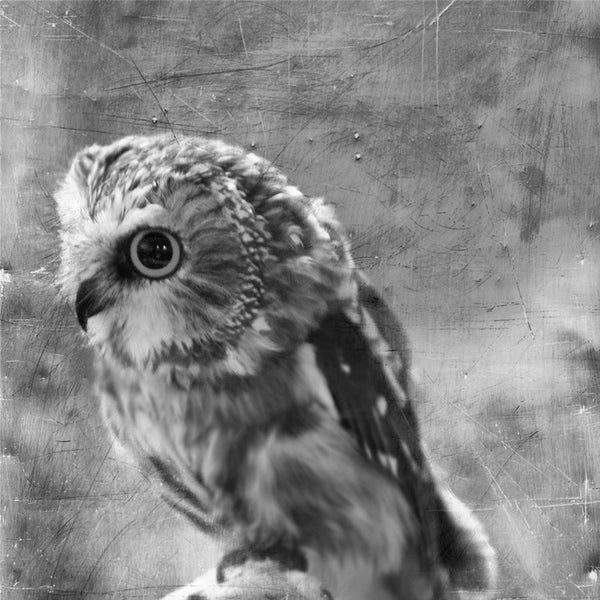 Heather Johnston Photography - Owl Series - Parliament Interiors