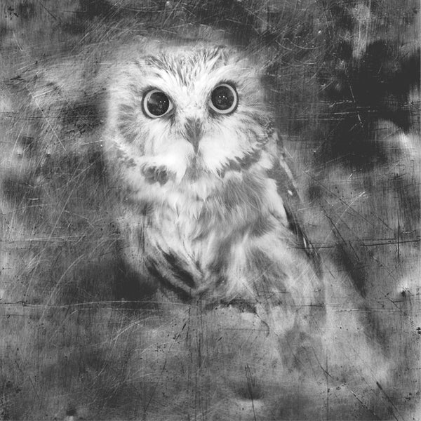 Heather Johnston Photography - Owl Series - Parliament Interiors