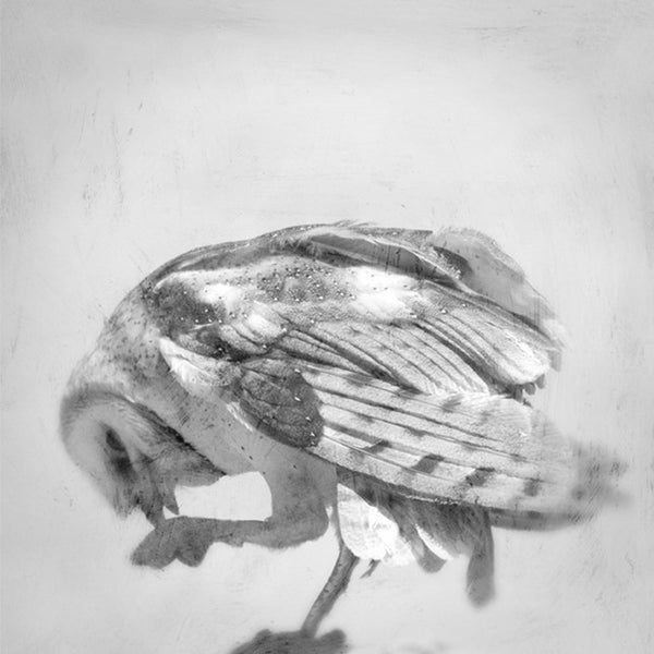 Heather Johnston Photography - Owl Series - Parliament Interiors