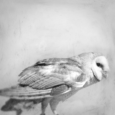 Heather Johnston Photography - Owl Series - Parliament Interiors