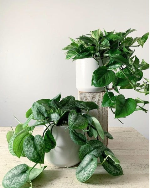 Kermodi Living Art - Parliament Interiors