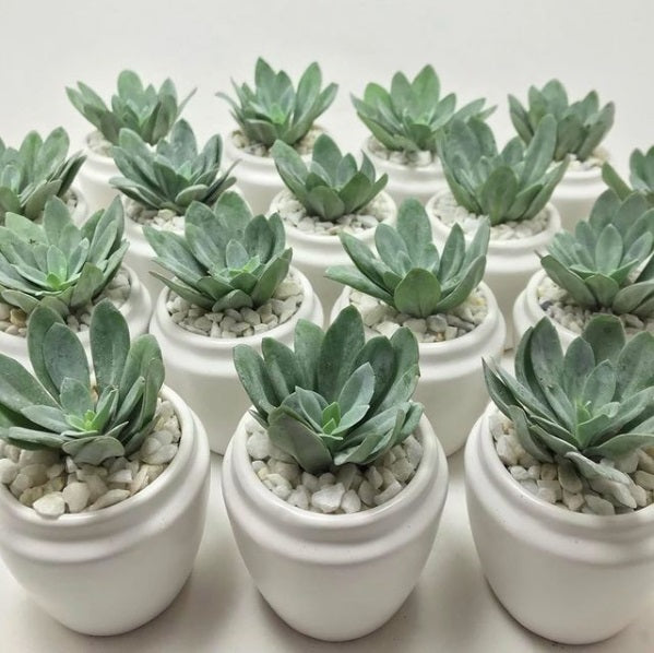 Kermodi Living Art - Parliament Interiors