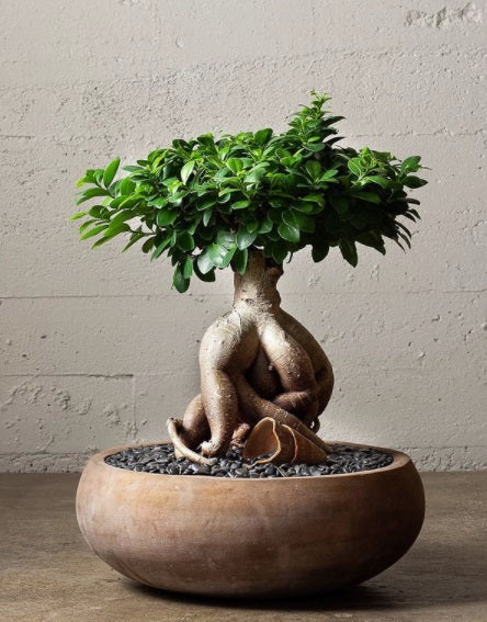 Kermodi Living Art - Parliament Interiors